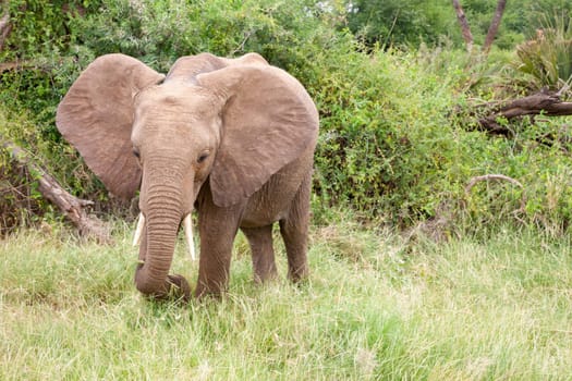 Some elephants walk through the jungle amidst a lot of bushes