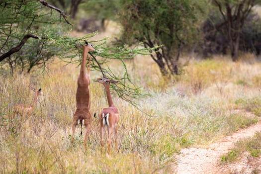 The antelopes in the grass landscape of Kenya