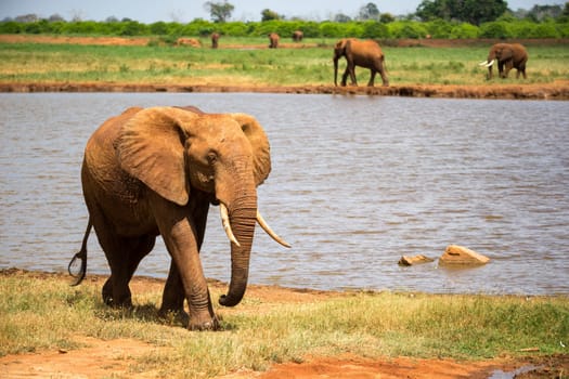 One big red elephant is walking on the bank of a water hole