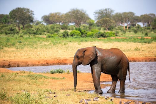 The family of red elephants at a water hole in the middle of the savannah