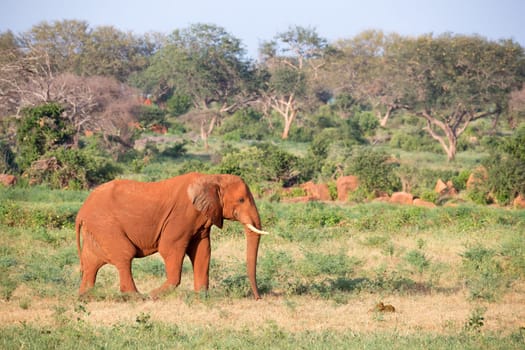 One big red elephant walks through the savannah between many plants