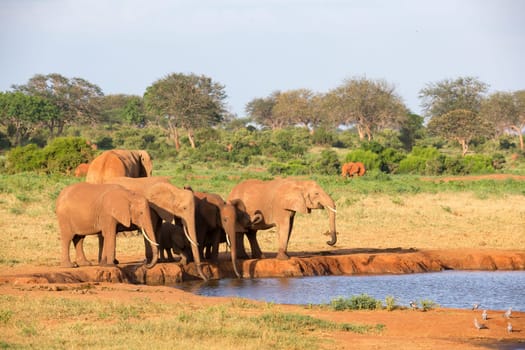 The family of red elephants at a water hole in the middle of the savannah