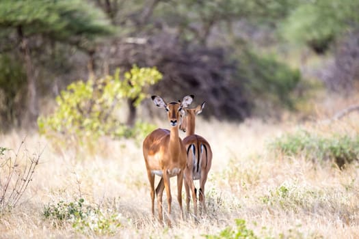 The antelopes in the grass landscape of Kenya