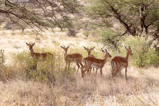 The gazelles hide behind the bushes in the savannah