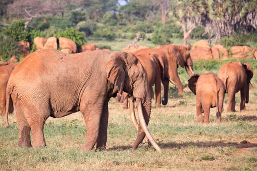 The large family of red elephants on their way through the Kenyan savanna..