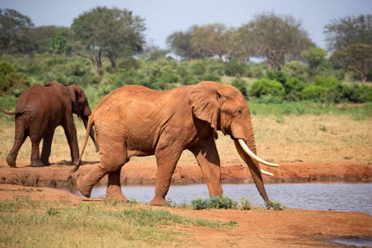 The family of red elephants at a water hole in the middle of the savannah