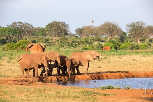 The family of red elephants at a water hole in the middle of the savannah