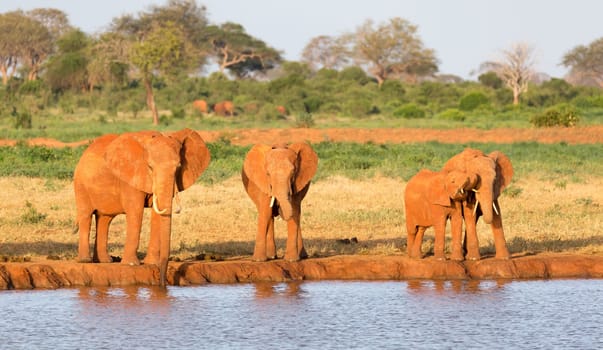 The family of red elephants at a water hole in the middle of the savannah