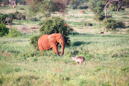 One big red elephant walks through the savannah between many plants