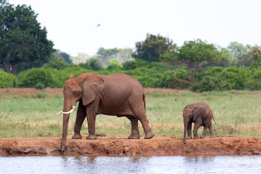 The family of red elephants at a water hole in the middle of the savannah