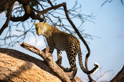 One leopard is walking up and down the tree on  its branches