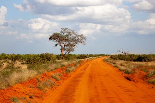 A way with red soil throught the savanna with a lot of trees and green plants