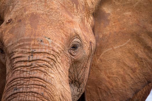 The face of one big red elephant