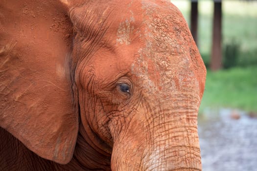 The face of one big red elephant