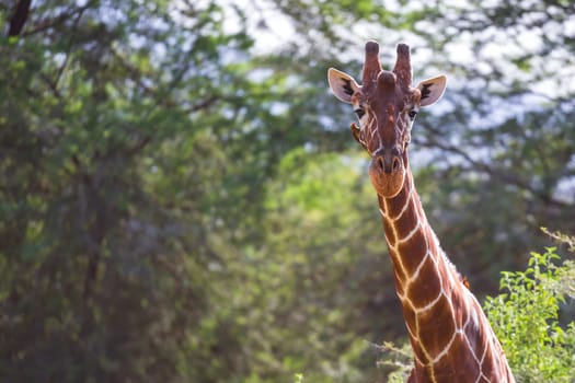 One giraffe stands between the acacia trees