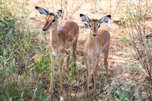 A native species of antelope in the meadow