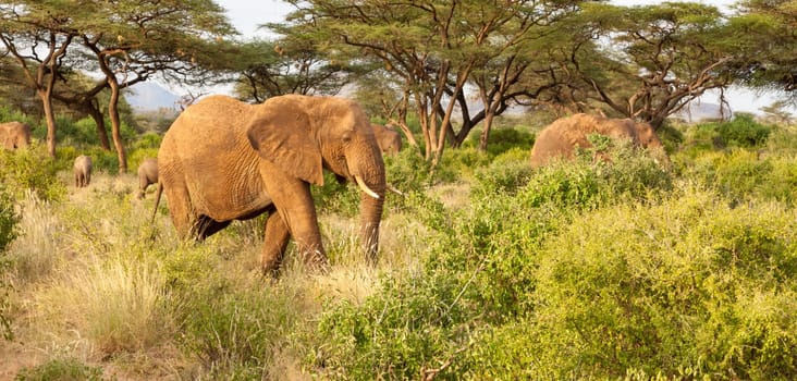 Some elephants walk through the jungle amidst a lot of bushes