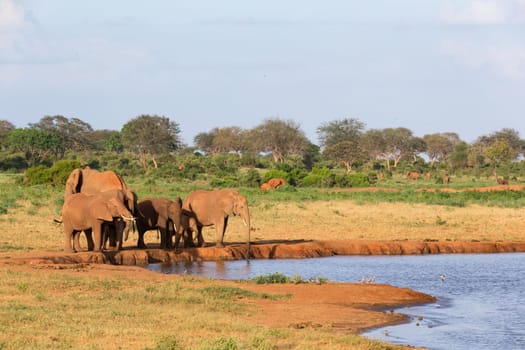 The family of red elephants at a water hole in the middle of the savannah