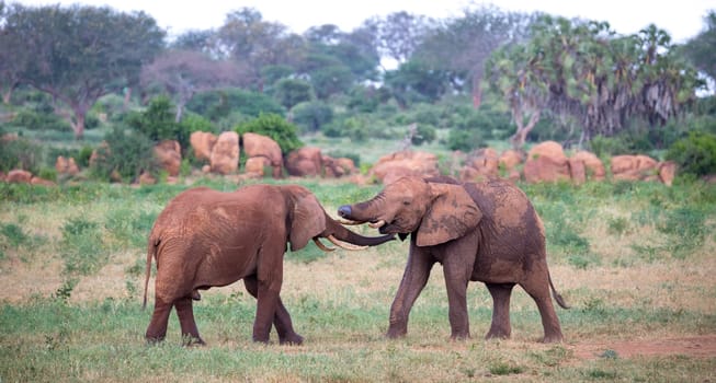 Some big red elephants try to fight each other with the trunks