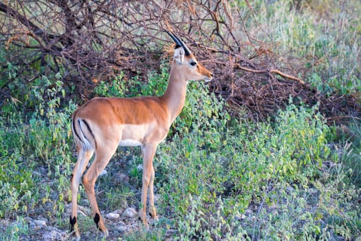 A native species of antelope in the meadow
