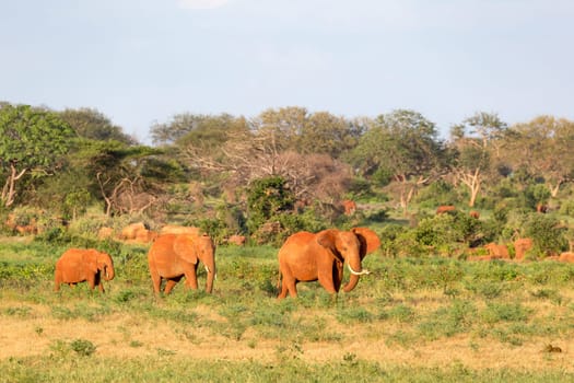 The large family of red elephants on their way through the Kenyan savanna..