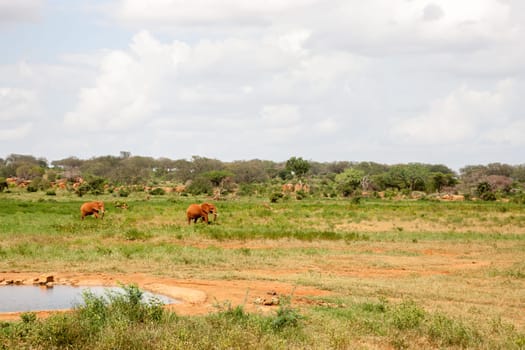 Elephants are walking throught the savannah near the waterhole with a lot of green plants