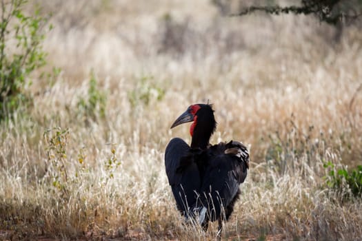 A big black bird with a red face in the grass