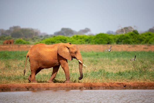 A red elephant is drinking water from the waterhole
