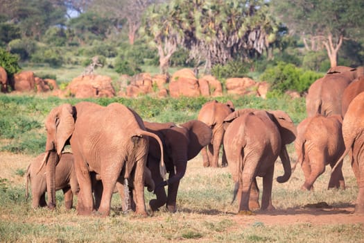 The large family of red elephants on their way through the Kenyan savanna..