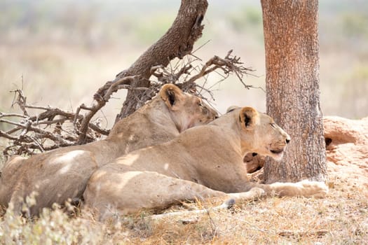Some lions rest in the shade of a tree