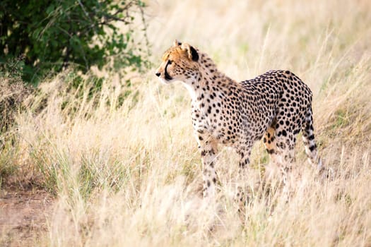 The cheetah walks in the high grass of the savannah looking for something to eat