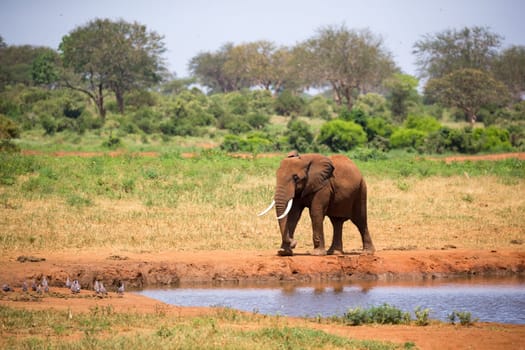 One big red elephant is walking on the bank of a water hole