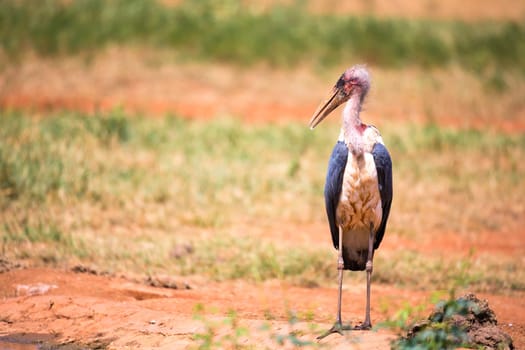 One marabou bird in the savanna with red soil