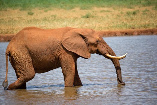One red elephant drinks water from a water hole