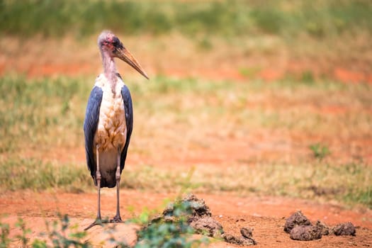 One marabou bird in the savanna with red soil