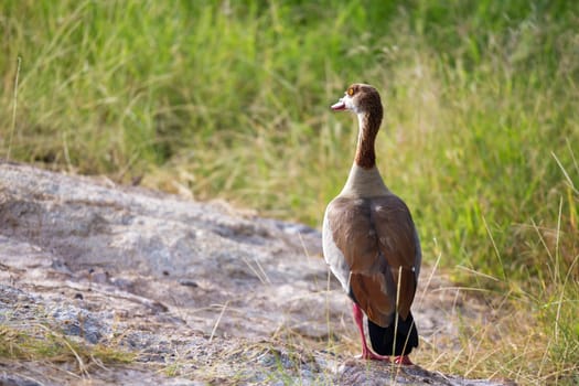 A native very colorfull bird in the landscape of Kenya