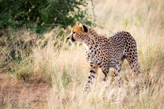 One portrait of a cheetah in the grass landscape