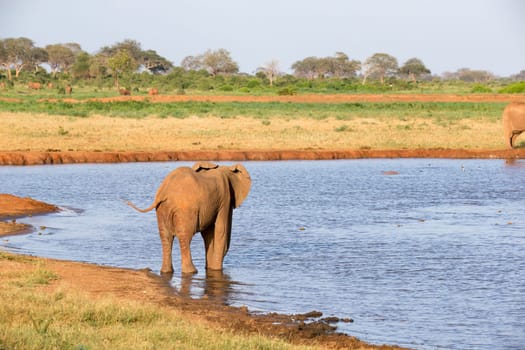 The family of red elephants at a water hole in the middle of the savannah