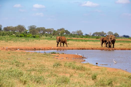 Waterhole in the savannah with some red elephants