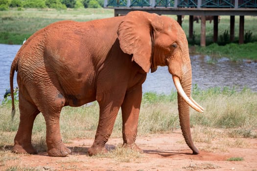 One big red elephant is walking near the waterhole