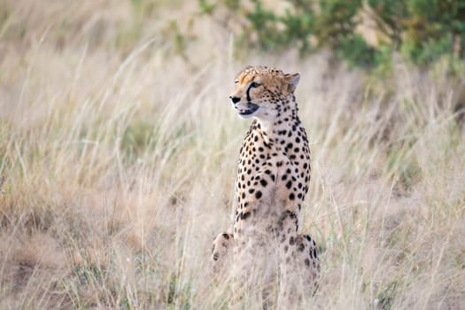 The cheetah sits in the savannah looking for prey