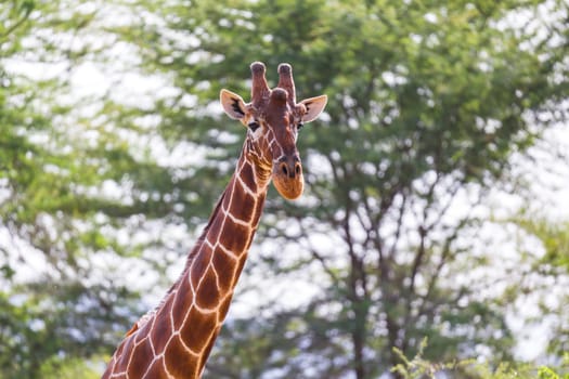 A face of a giraffe in close-up