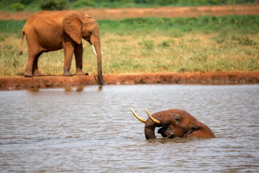 One big red elephant take a bath in the waterhole
