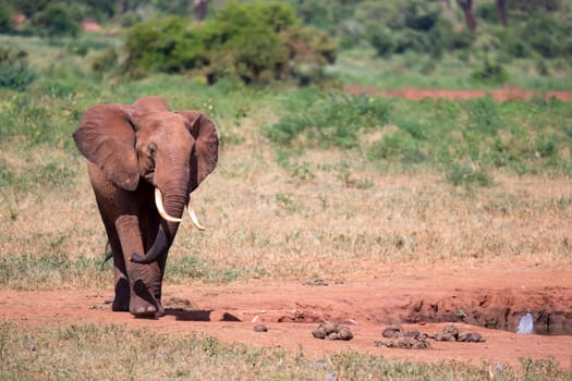 A red elephant is walking in the savannah of Kenya