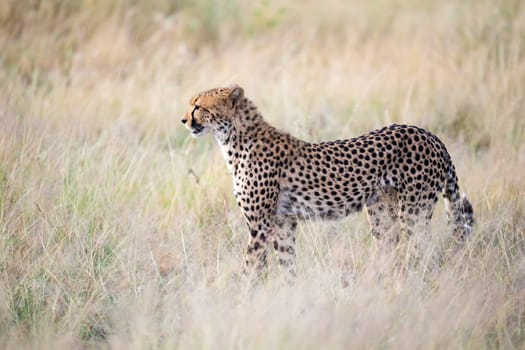 The cheetah walks in the high grass of the savannah looking for something to eat