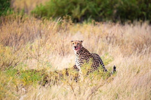 The cheetah eating in the middle of the grass
