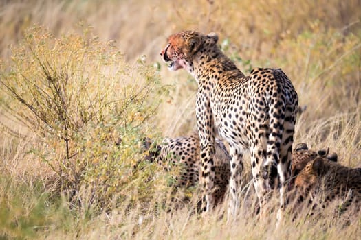 The cheetahs eating in the middle of the grass