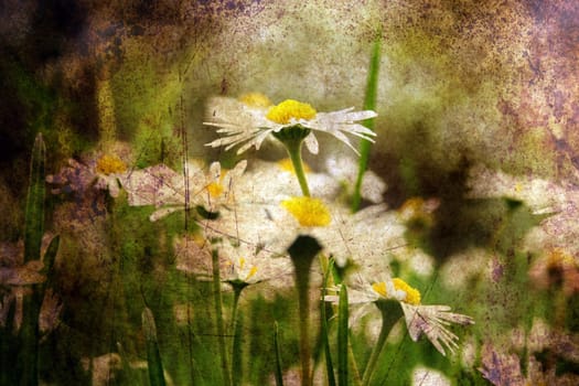 Camomile on a field grunge concept