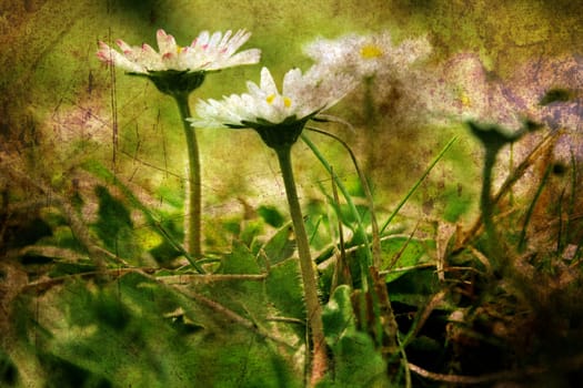 Camomile on a field grunge concept