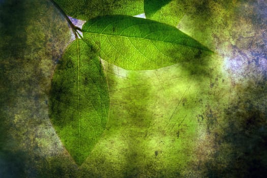 Green leaves on grunge background